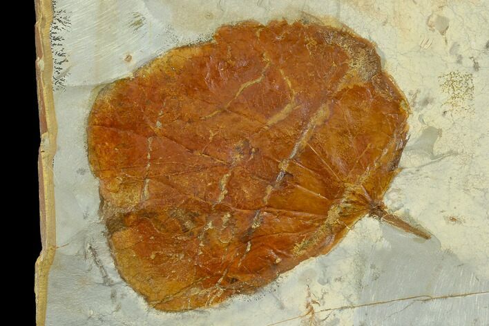 Fossil Leaf (Zizyphoides) - Montana #120859